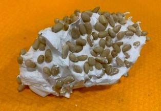 meringue aux pignons